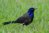 Common Grackleborder=